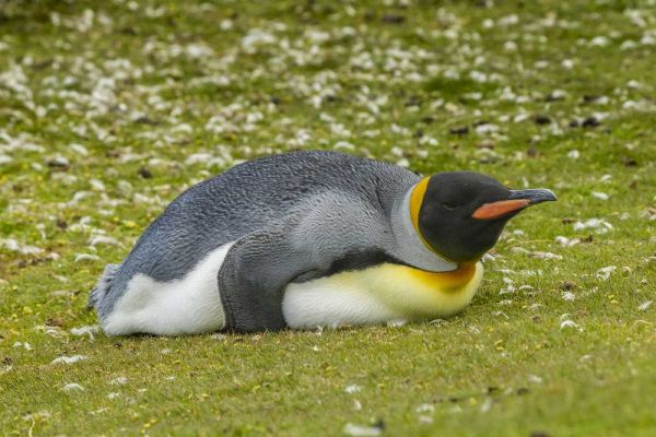 East Falkland King penguin lying on grass
